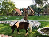 Çuko pony şetlant eğitimliat İda Natura
