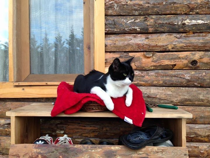 Kara Kedi Otel Kazdağları Kedi Dostu