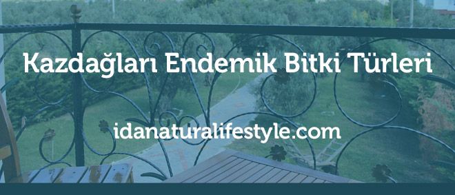 Kazdağları Endemik Bitki Türleri