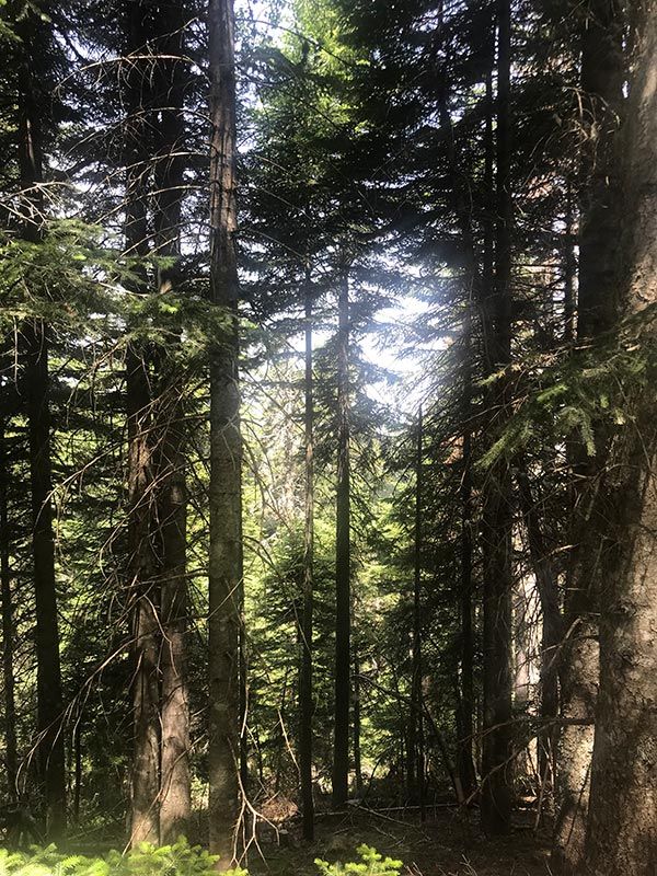 Kazdağları Karaçam Kaz Dağı Alan Kılavuzu