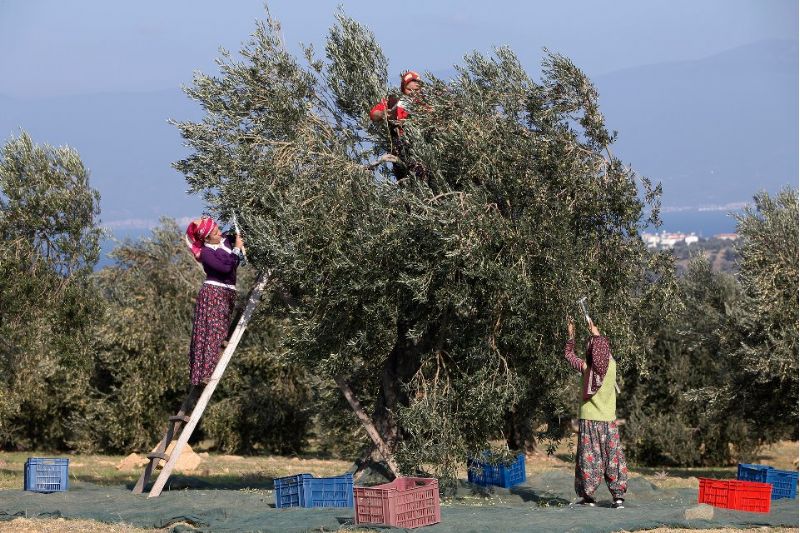 Kazdağları Zeytin Hasatı