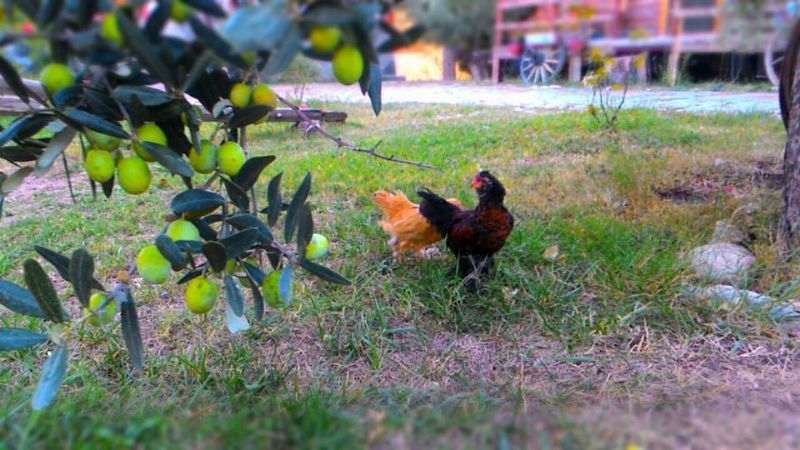 Kızılkeçili Zeytin ve Tavuk