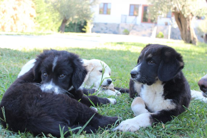 Poyraz Zetin Limon Köpek Oteli