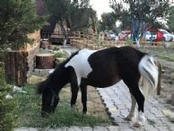 Bungalov tatili Atla terapi Kazdağları otel İda Natura