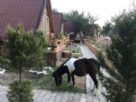 Kazdağları At la terapi Bungalov tatili