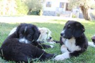 Poyraz-Zeytin-Limon
